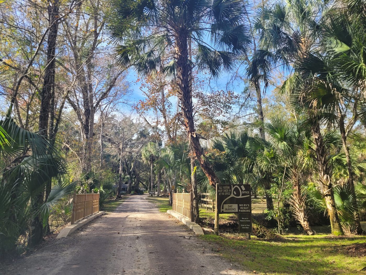 The tree-lined entrance road into The Oaks, crossing a small bridge under palms and pines