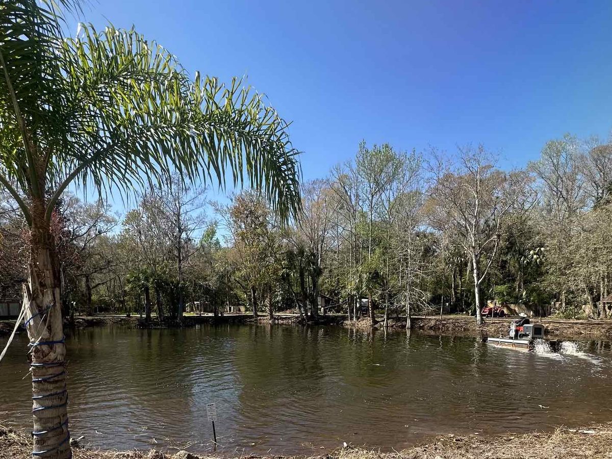 The pond at The Oaks with a palm in the foreground and moss-hung trees along the far bank