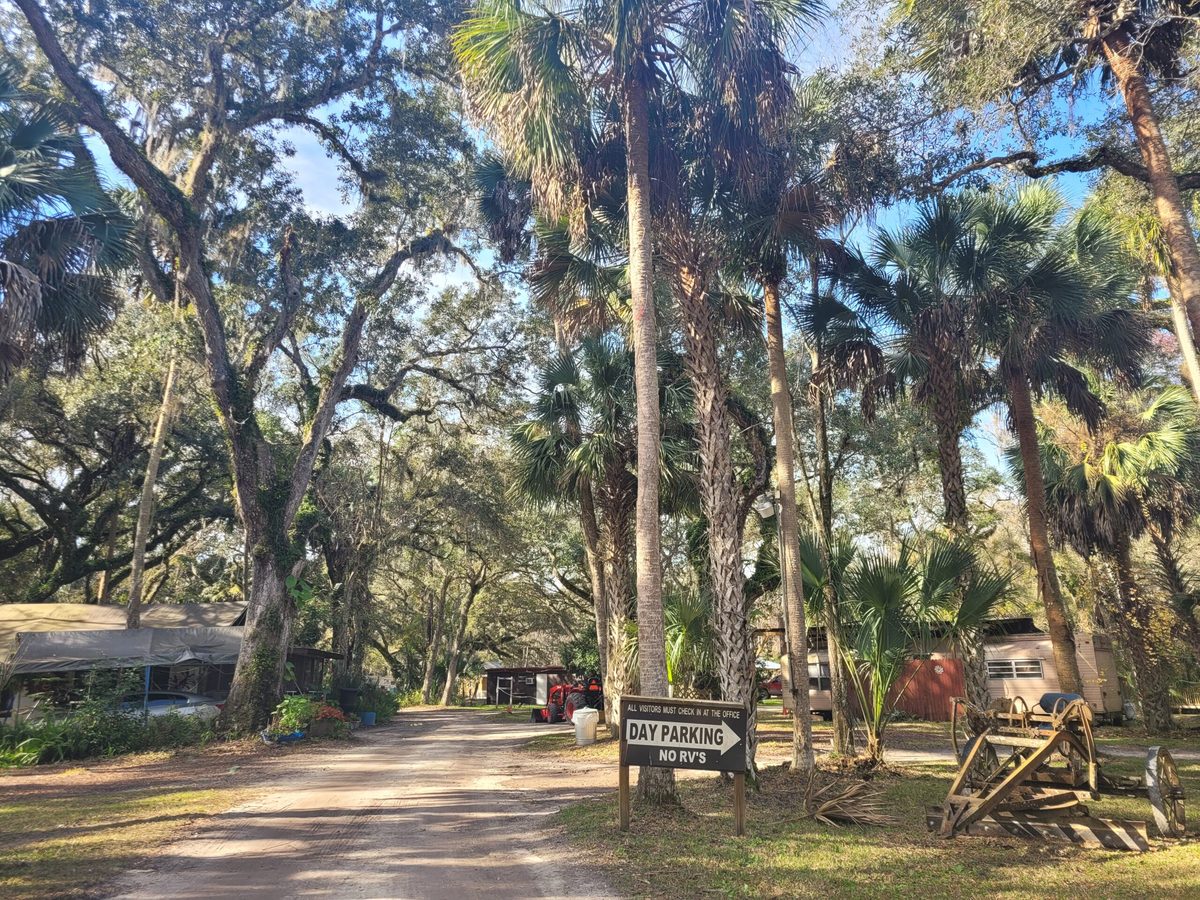 Mature oaks and open ground at The Oaks